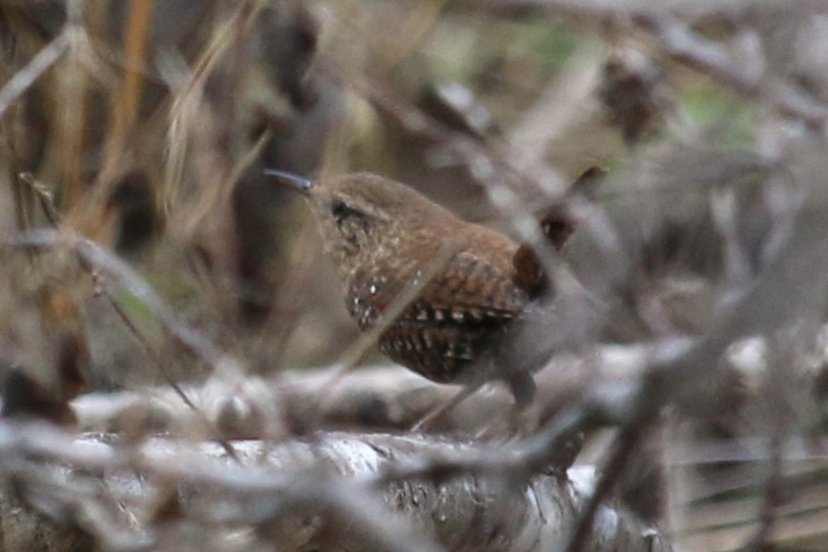 Winter Wren - ML645759051