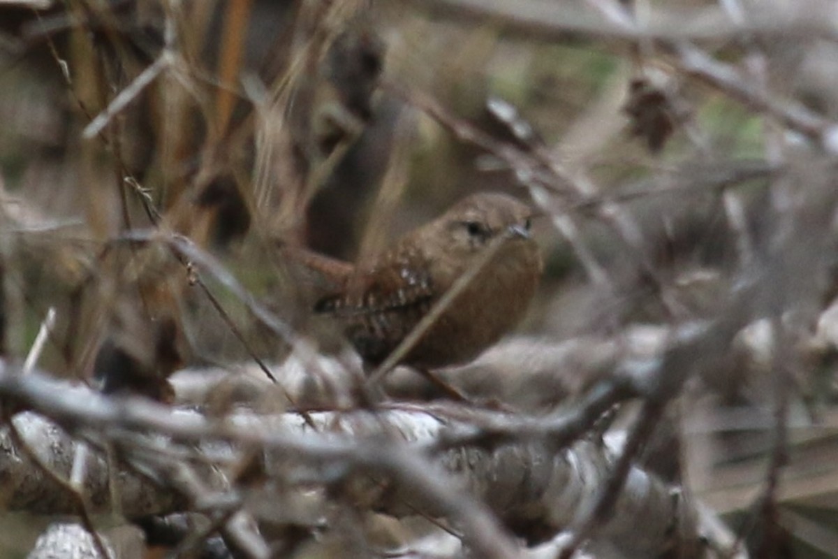 Winter Wren - ML645759052