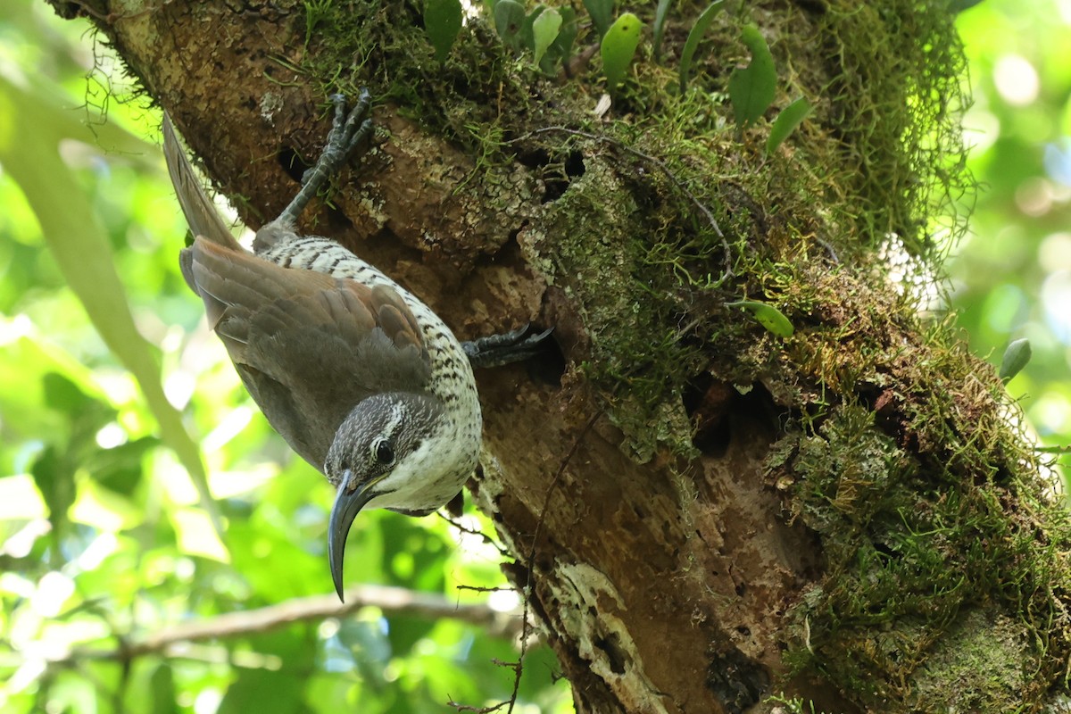 Paradise Riflebird - ML645759055
