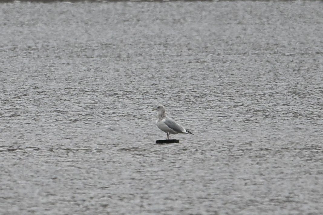 Kaio hauskara amerikarra - ML645759056