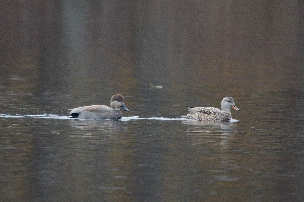 Ipar-ahatea - ML645759057