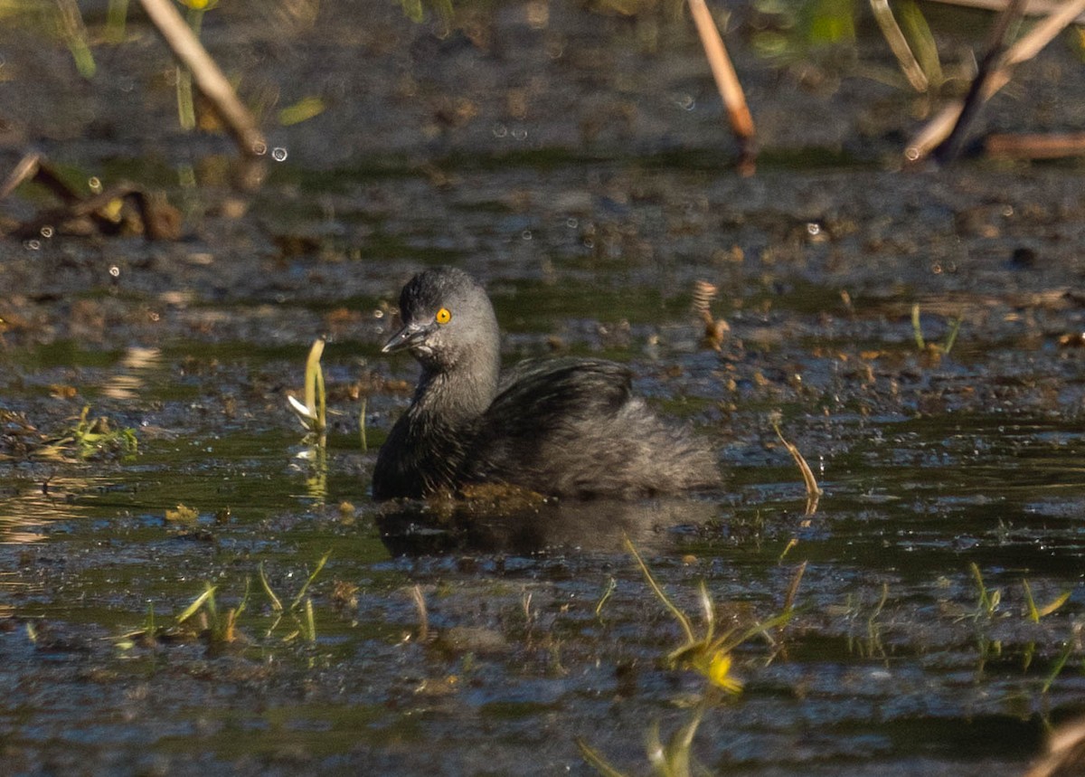 Txilinporta beltza - ML645759060