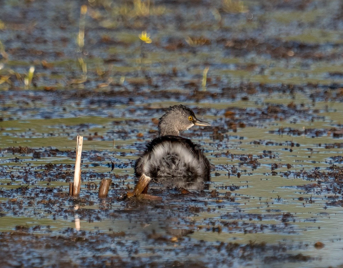 Txilinporta beltza - ML645759061