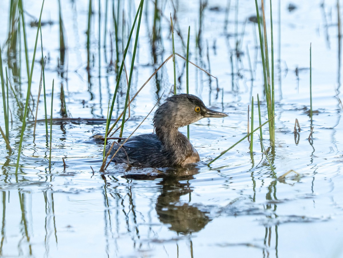 Txilinporta beltza - ML645759062