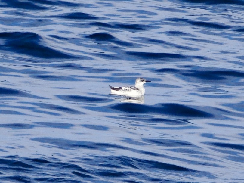 Pottorro hegalzuri atlantikoa - ML645759064