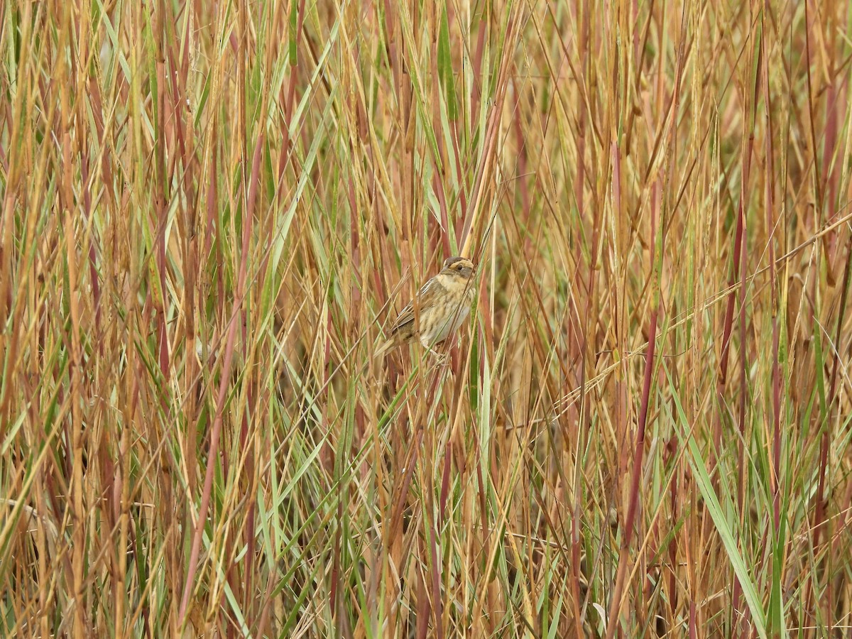 Nelson's Sparrow - ML645759065