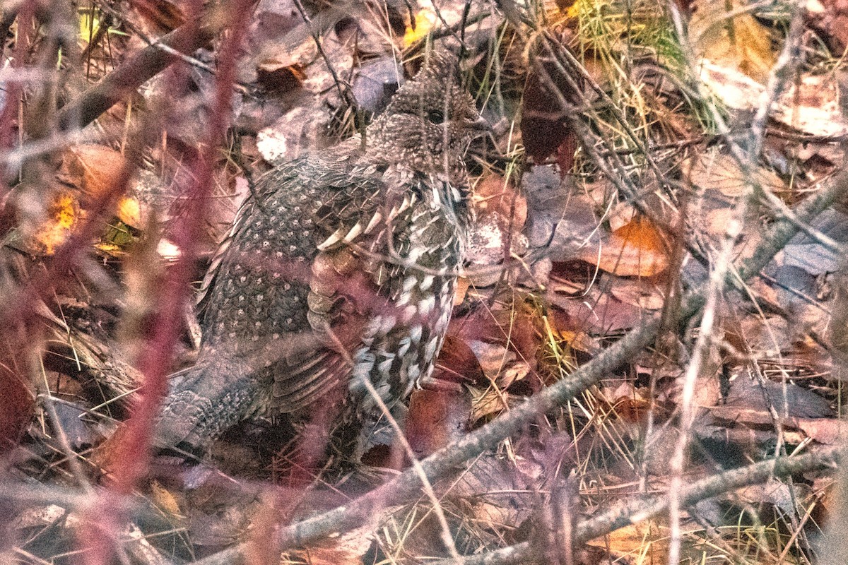 Ruffed Grouse - ML645759066