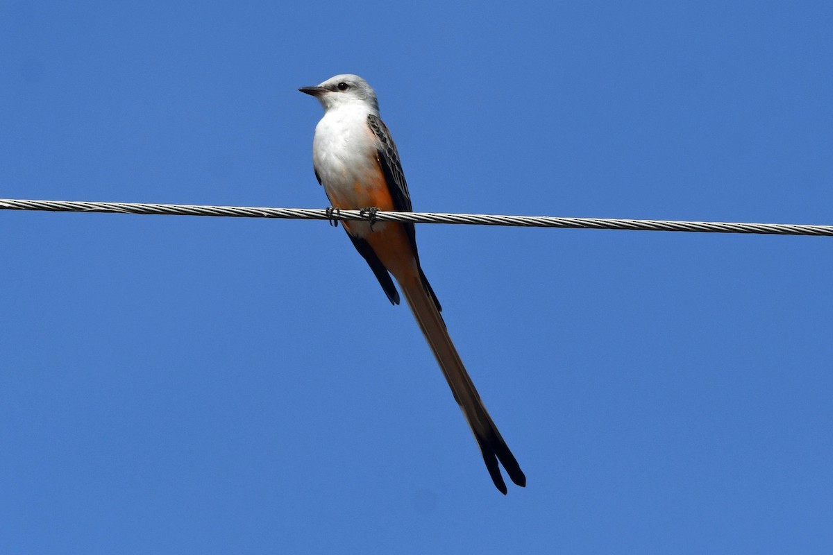 Scissor-tailed Flycatcher - ML645759068