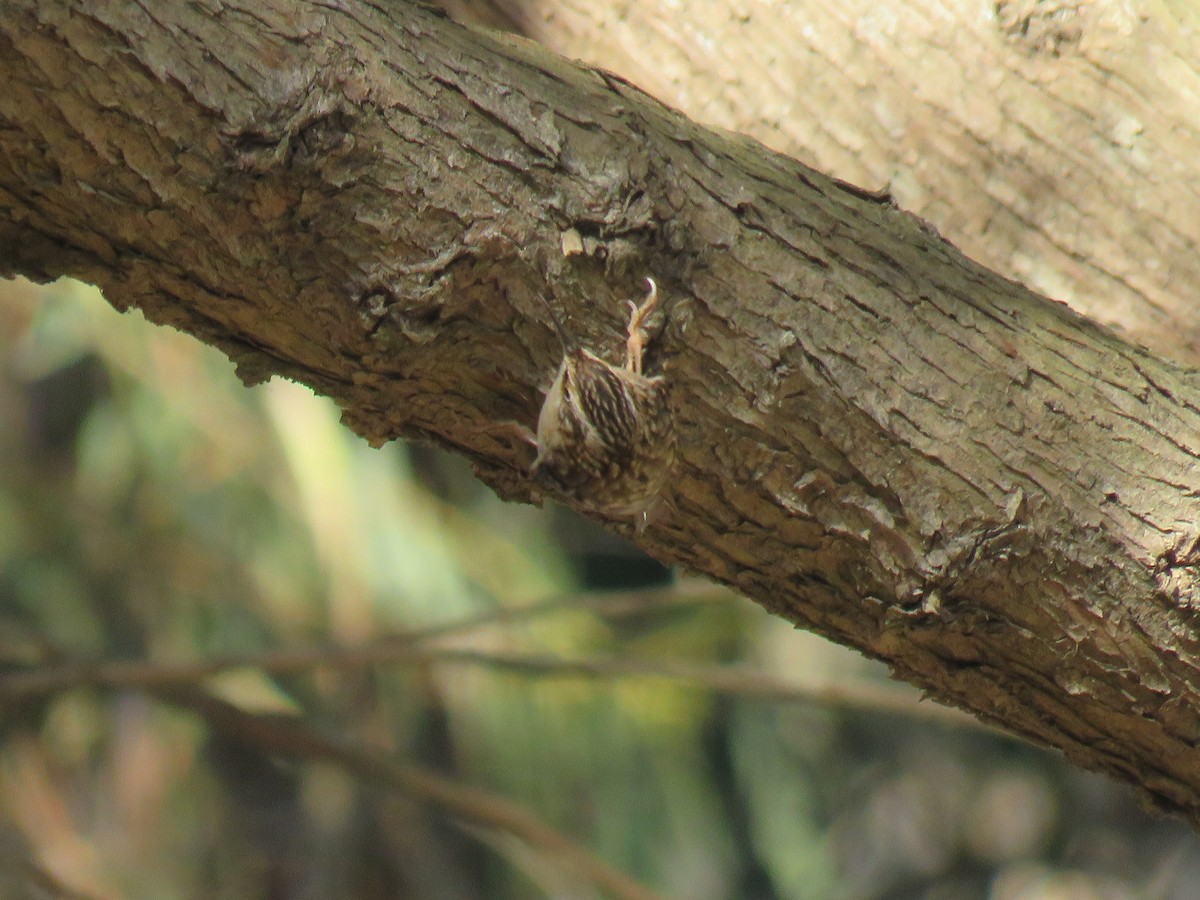 Gerri-txori amerikarra - ML645759070