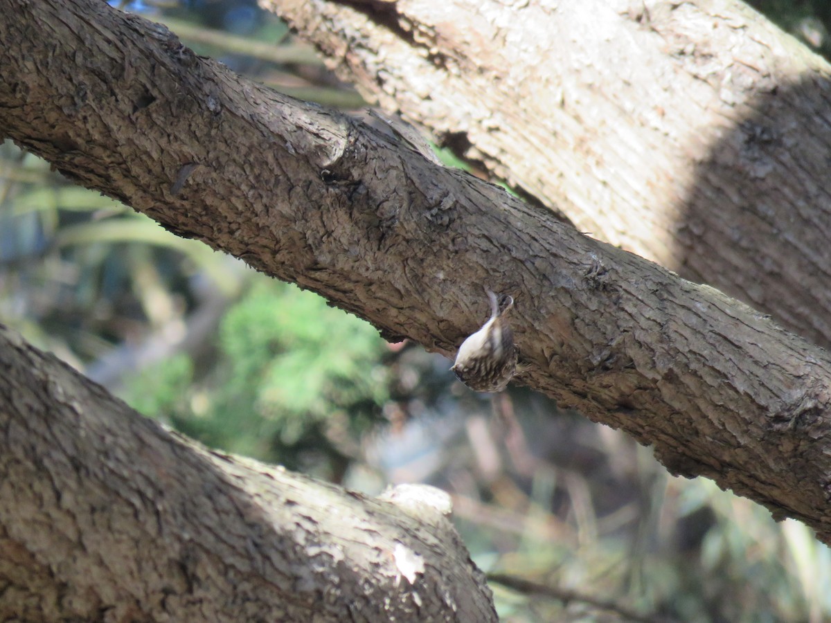 Gerri-txori amerikarra - ML645759071