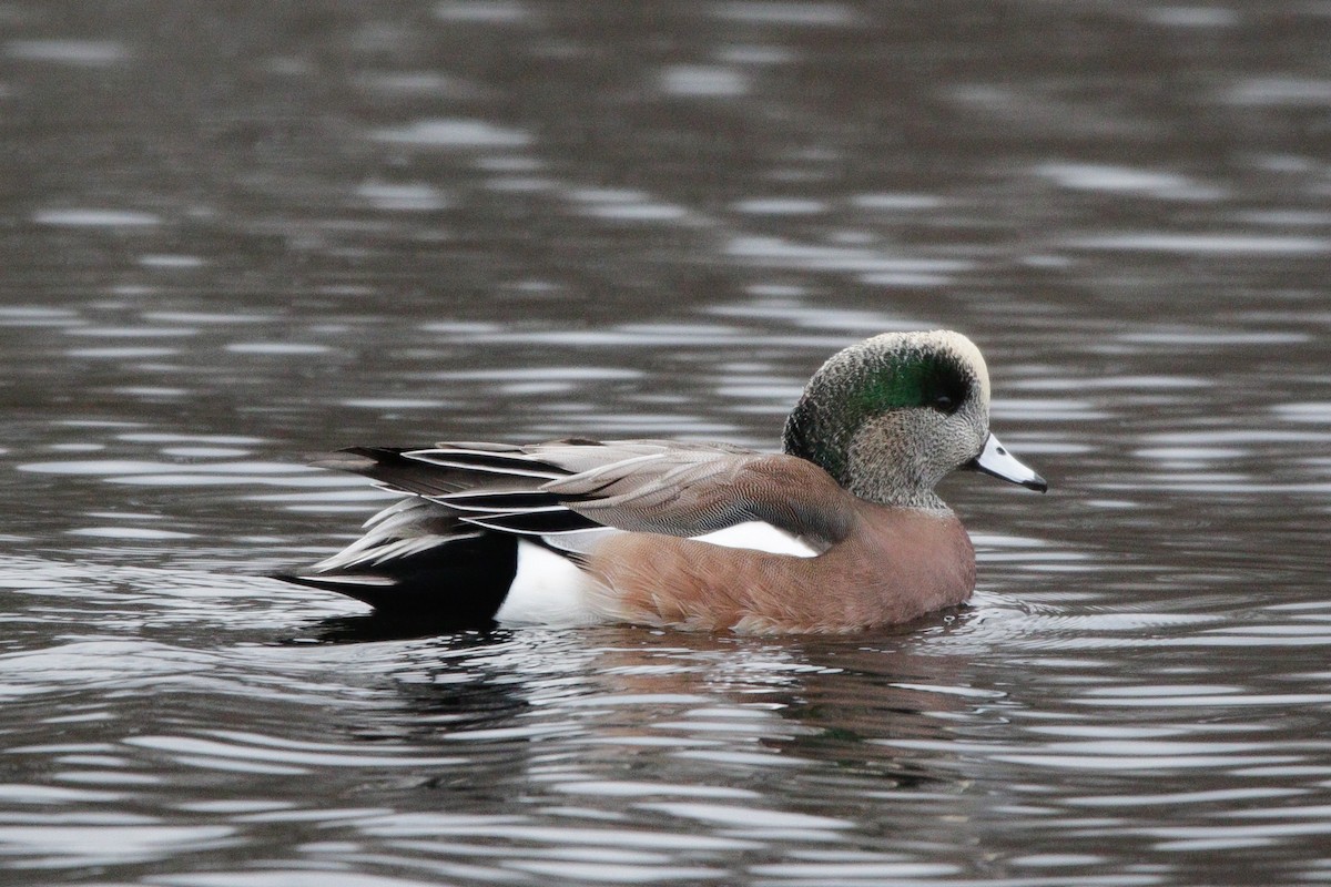 Свищ американський - ML645759074