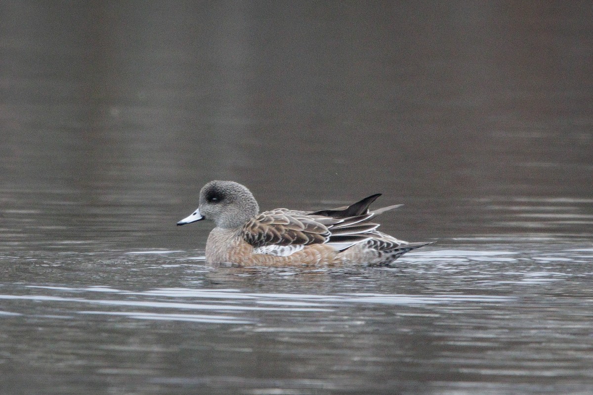 Свищ американський - ML645759075