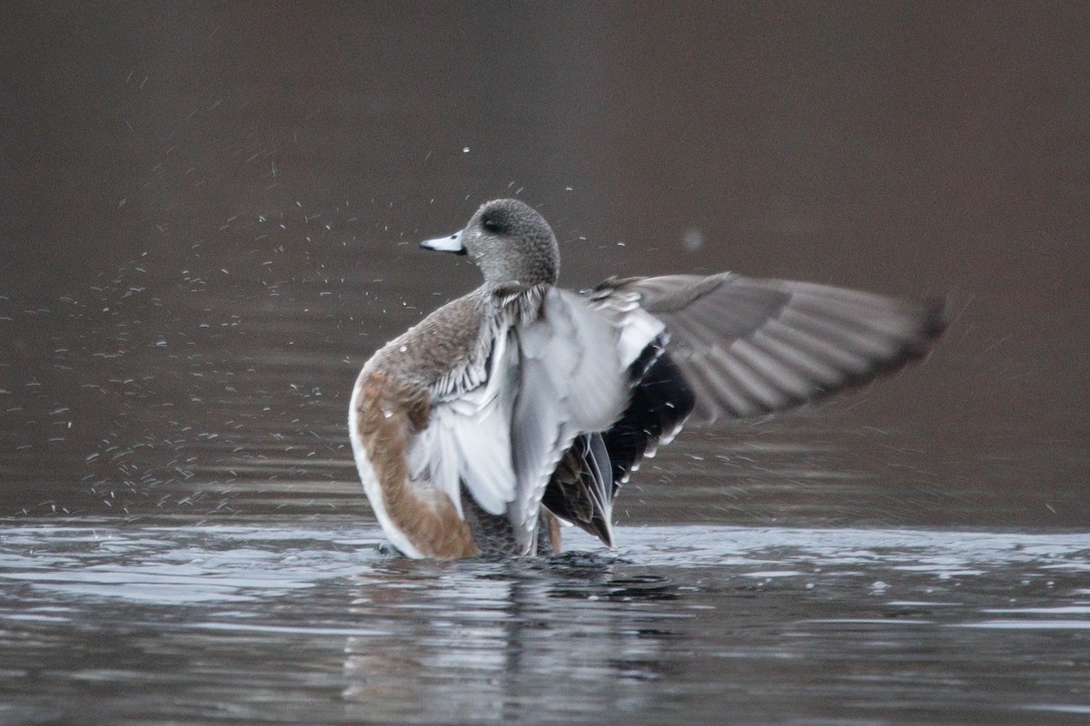 Свищ американський - ML645759076