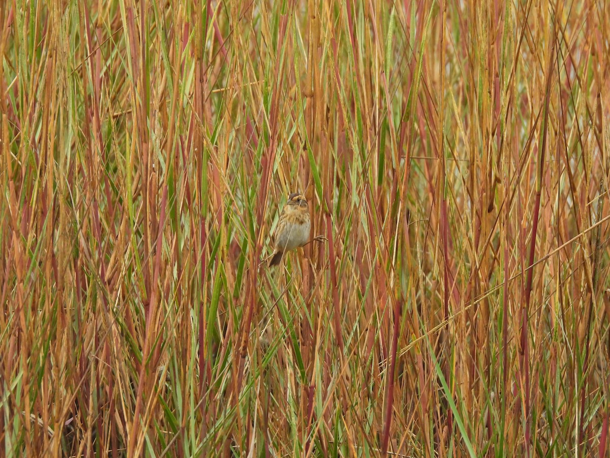 Nelson's Sparrow - ML645759077