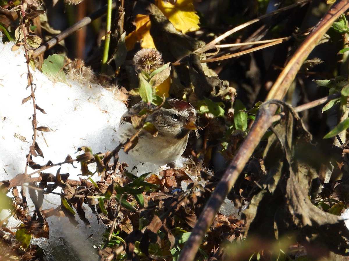 Txoka txikia - ML645759078