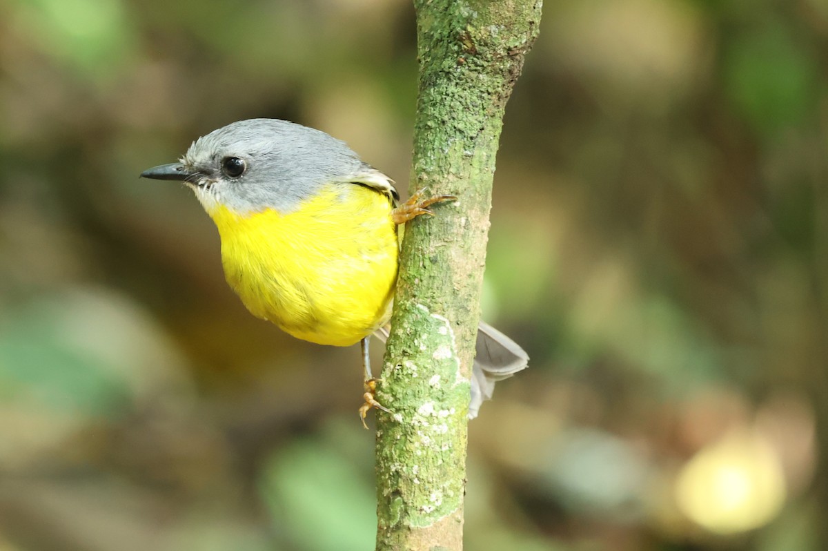 Doğulu Sarı Bülbül - ML645759079