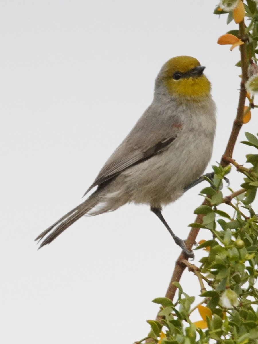 Verdin - ML645759084