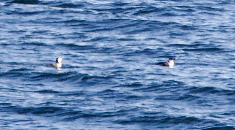 Pottorro arrunta - ML645759086