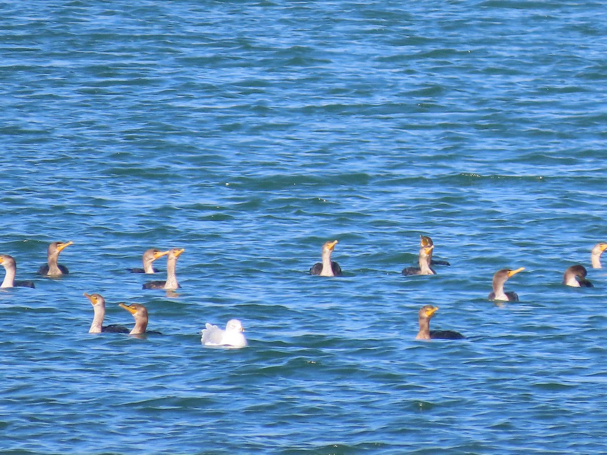 kormorán ušatý - ML645759098