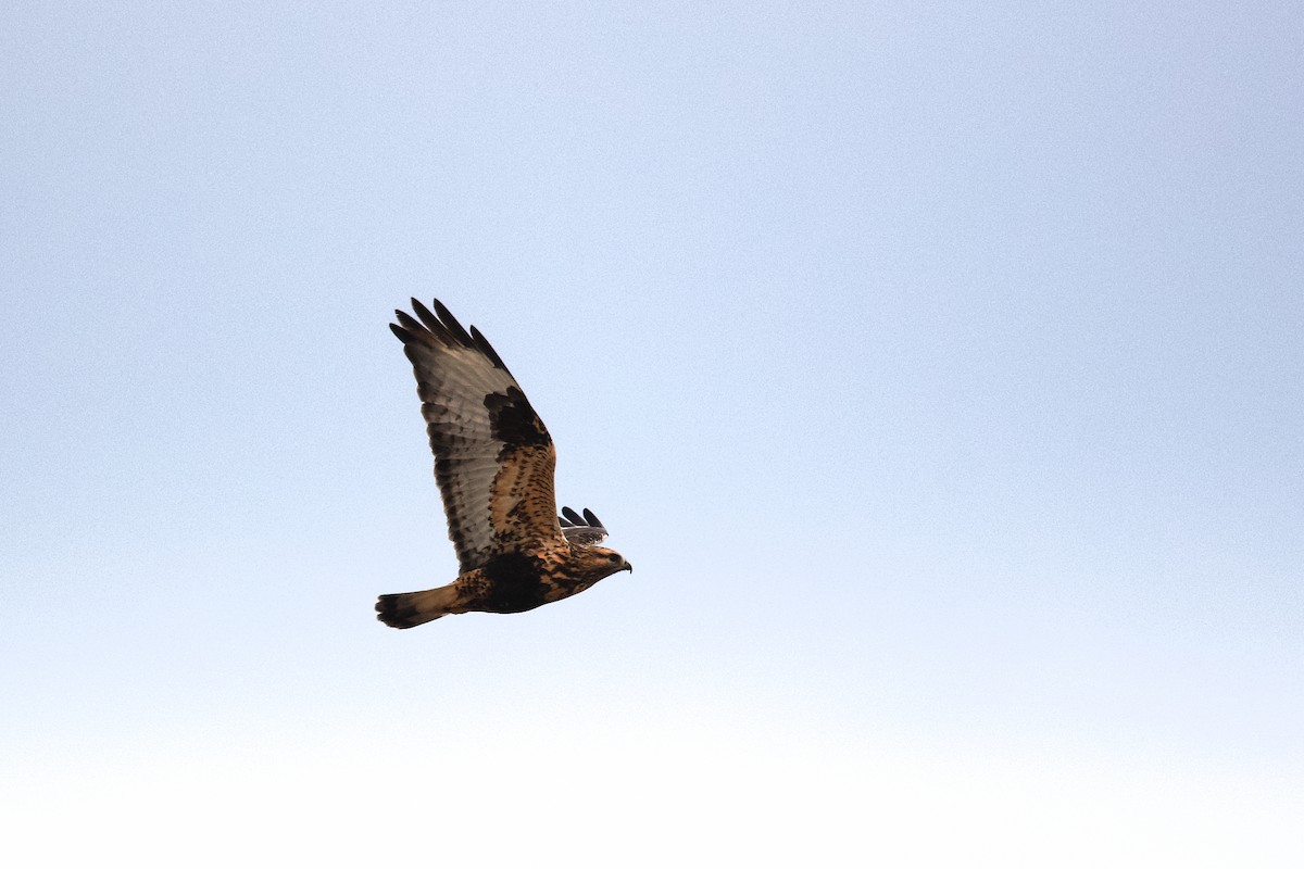 Rough-legged Hawk - ML645759100