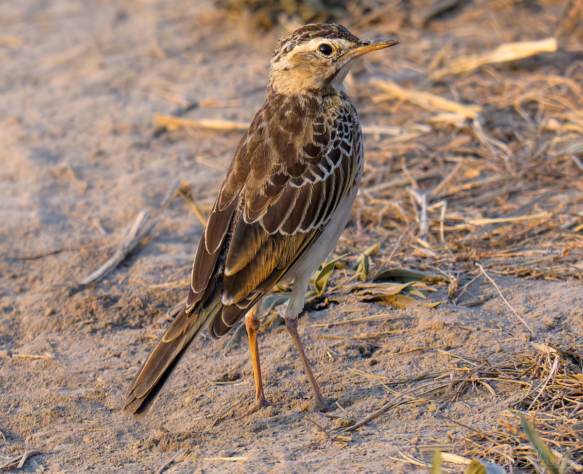 Plain-backed Pipit - ML645759115