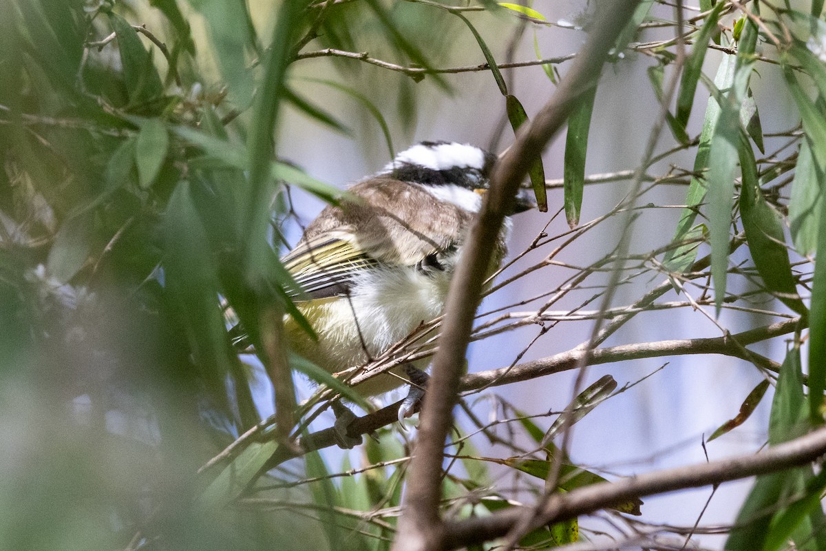Western Shrike-tit - ML645759117