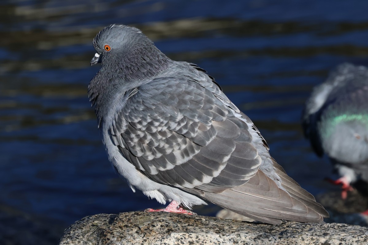 Rock Pigeon (Feral Pigeon) - ML645759131
