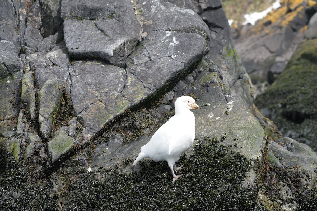 Snowy Sheathbill - ML645759134