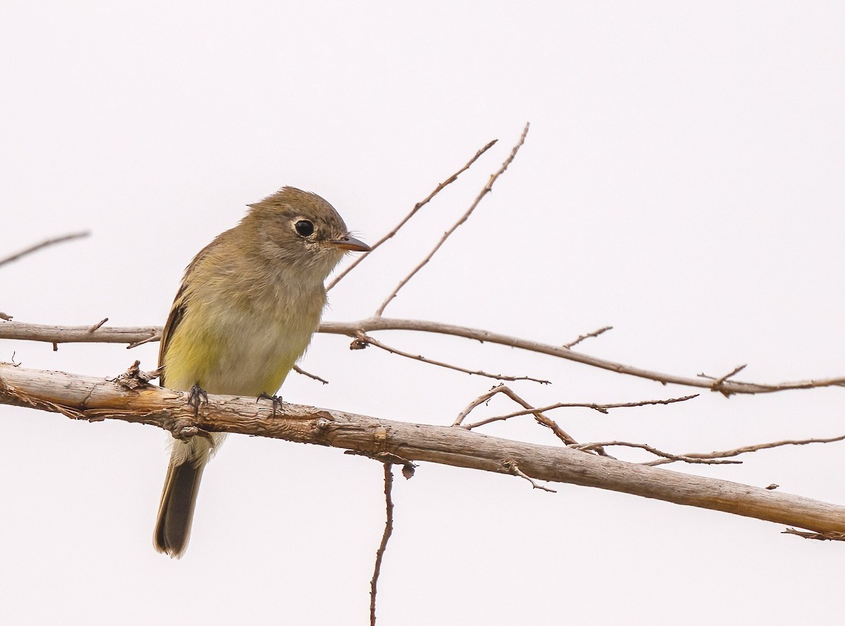 Least Flycatcher - ML645759135