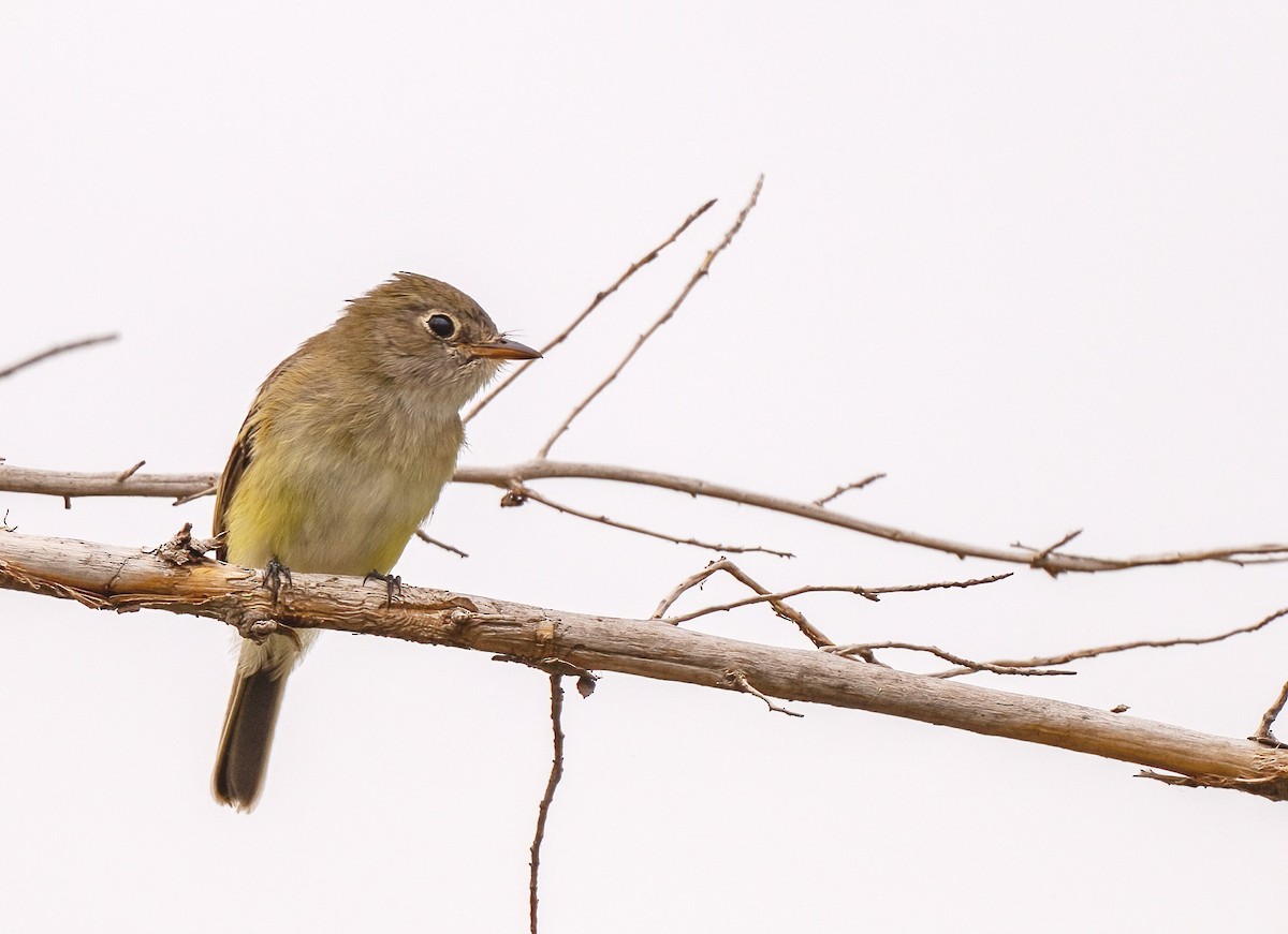 Least Flycatcher - ML645759136