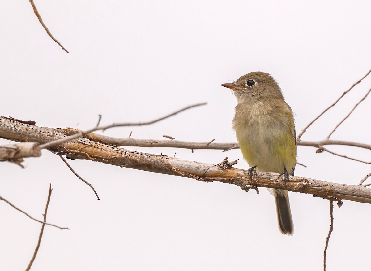 Least Flycatcher - ML645759137