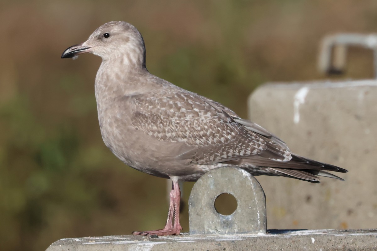 Iceland Gull (Thayer's) - ML645759145