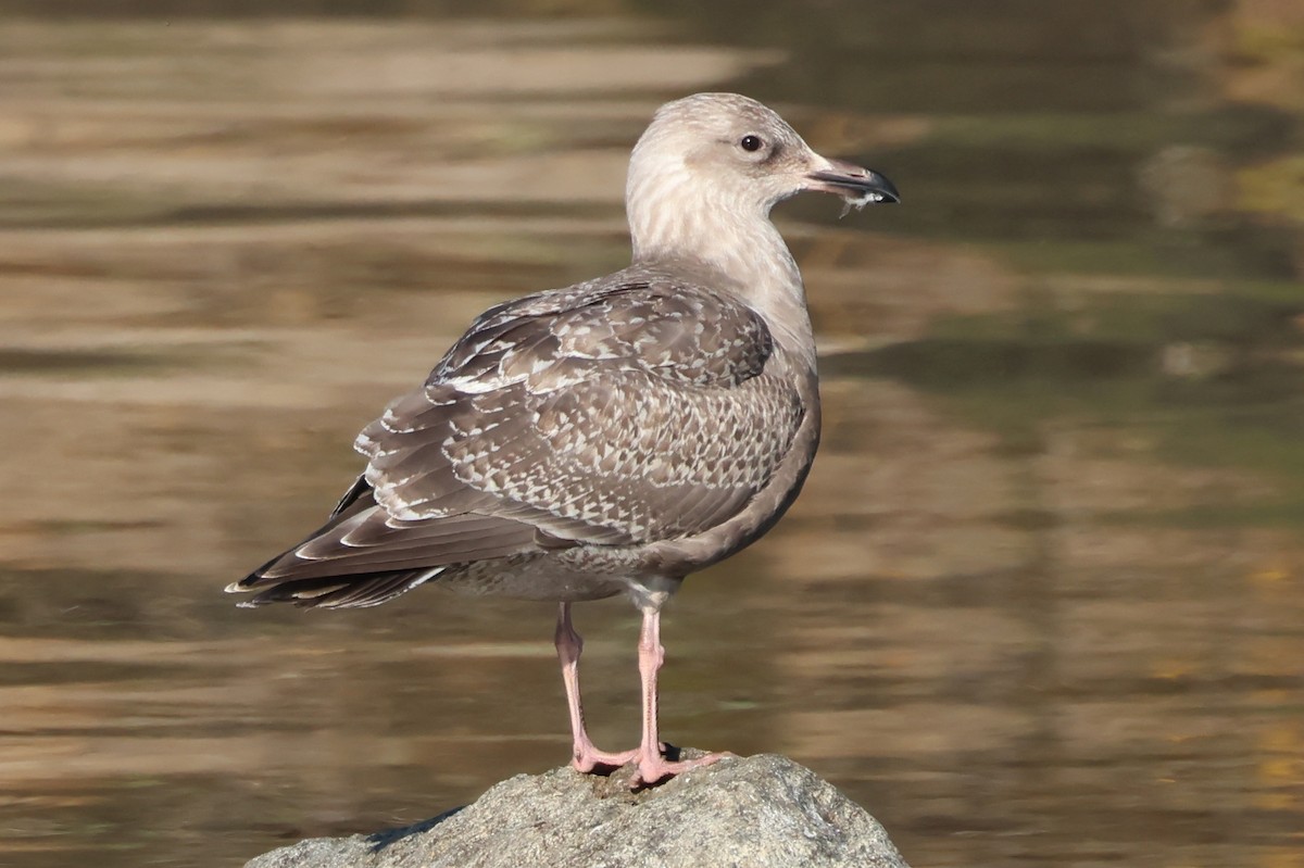 Iceland Gull (Thayer's) - ML645759147