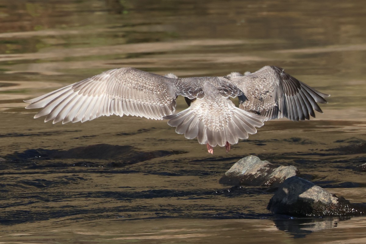 Iceland Gull (Thayer's) - ML645759148