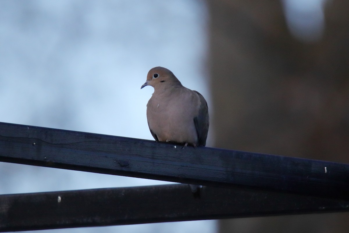 hrdlička karolínská - ML645759149