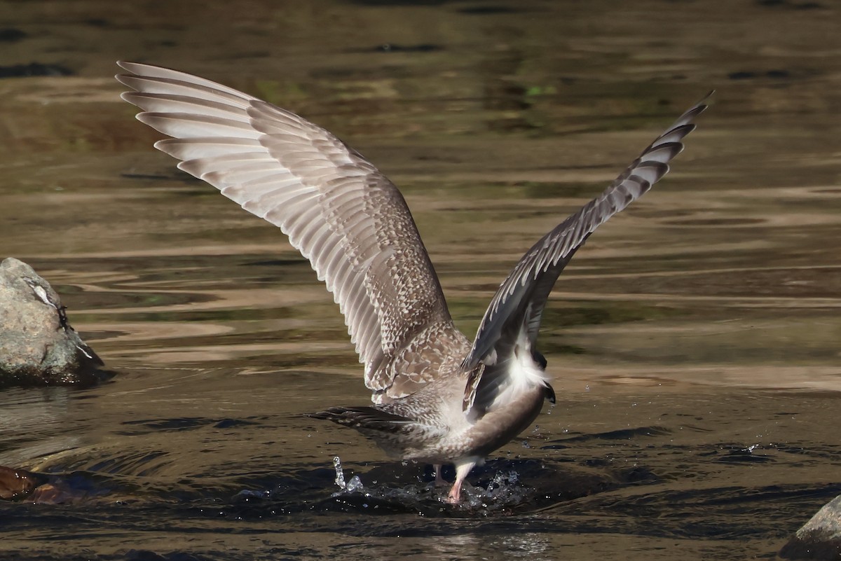 Iceland Gull (Thayer's) - ML645759151