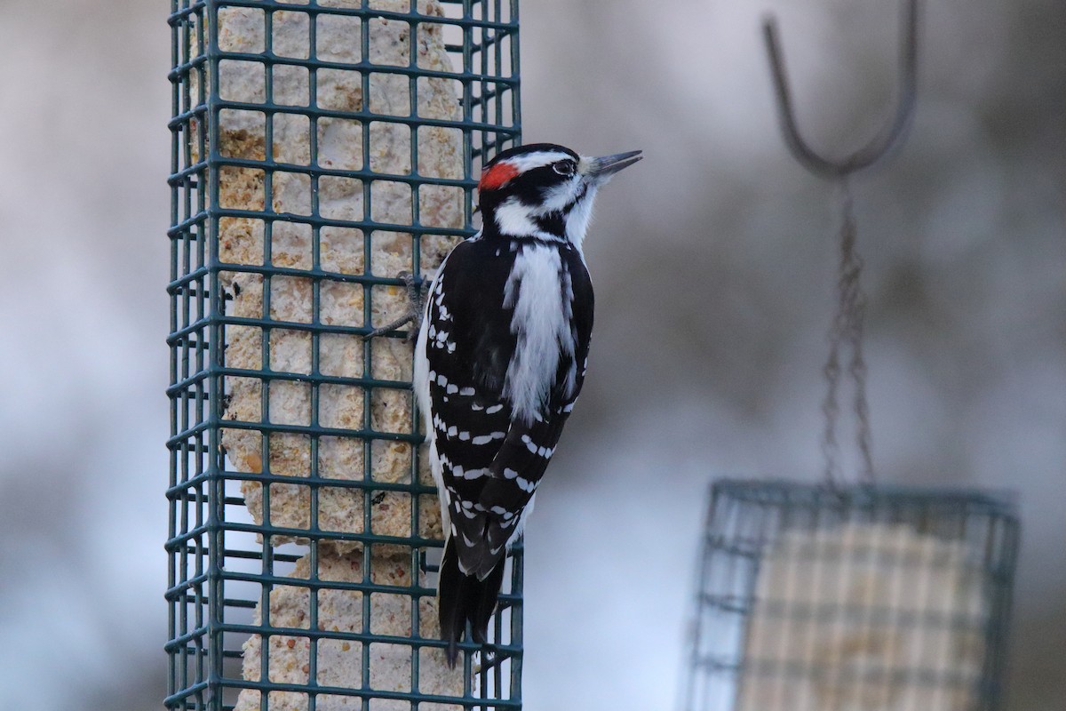 strakapoud americký - ML645759154