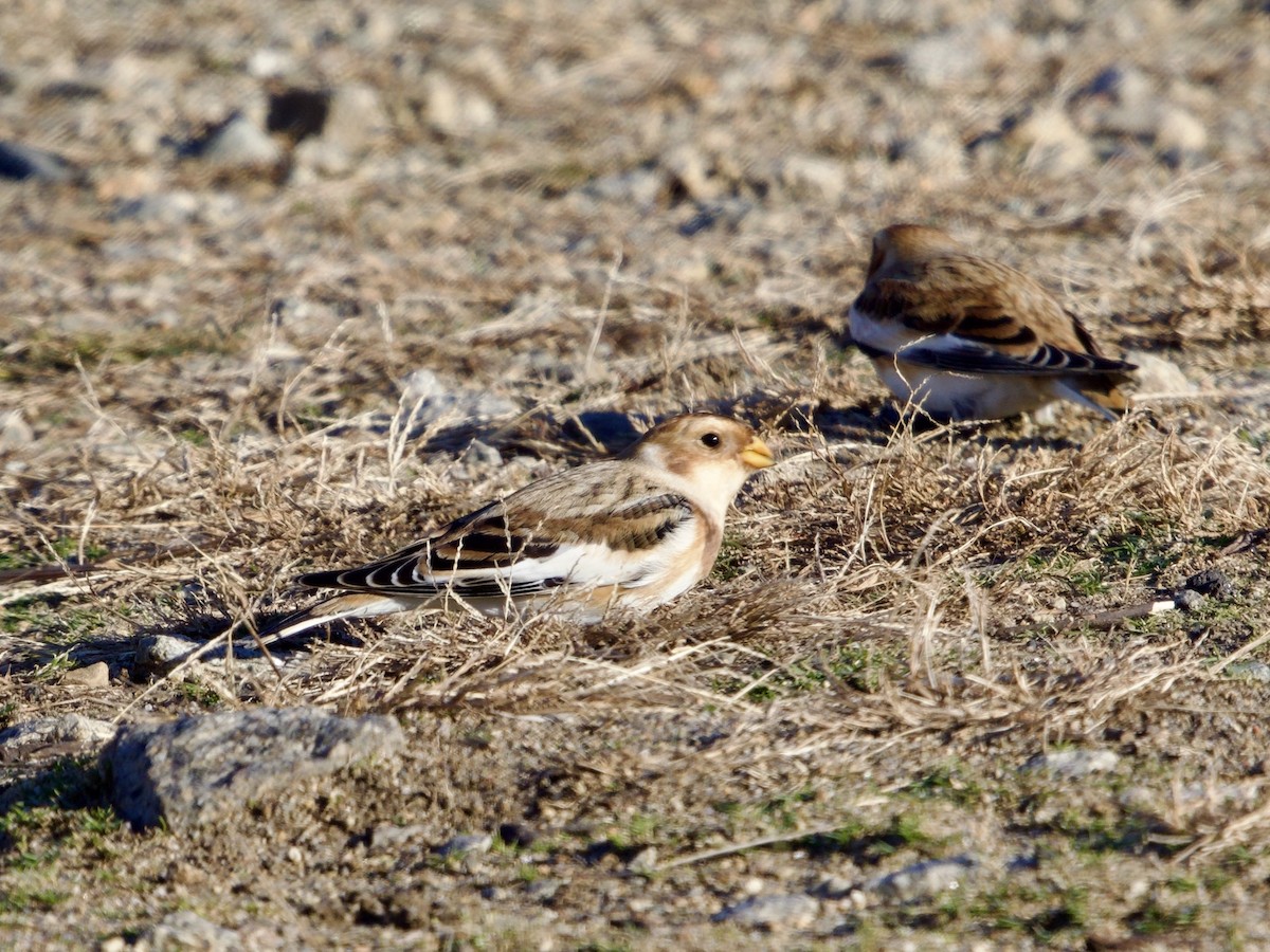 sněhule severní - ML645759156