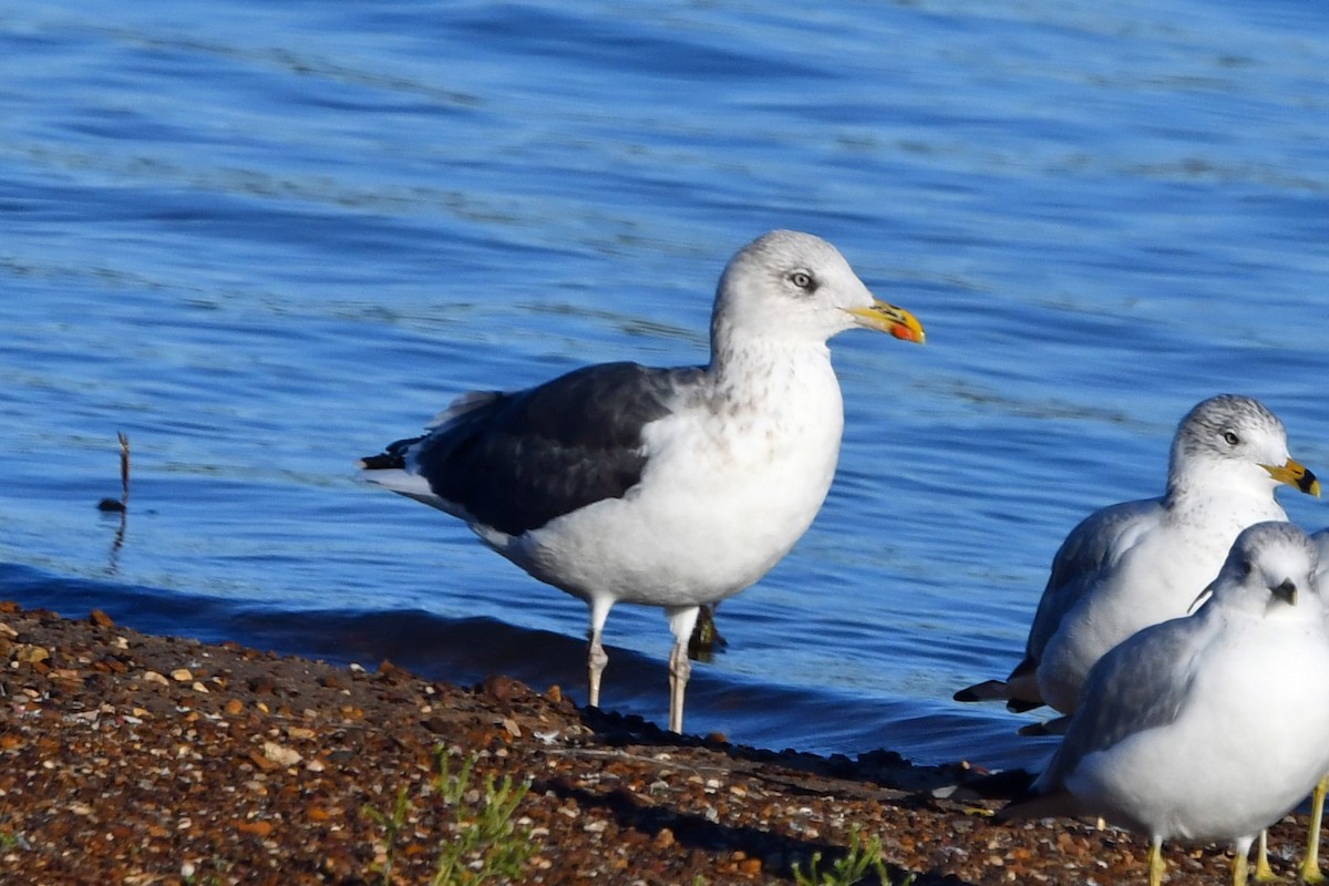 小黑背鷗 - ML645759157