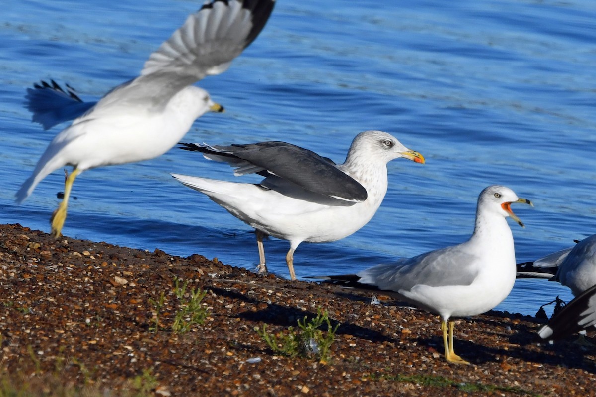 小黑背鷗 - ML645759164