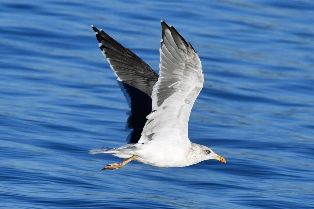 小黑背鷗 - ML645759175