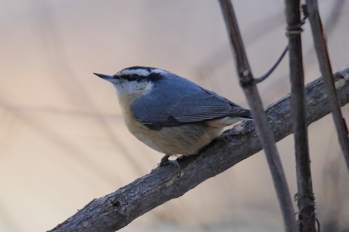 brhlík americký - ML645759177