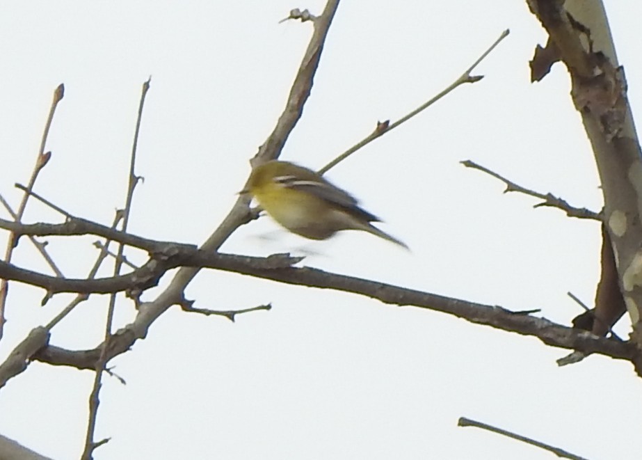 Pine Warbler - ML645759180