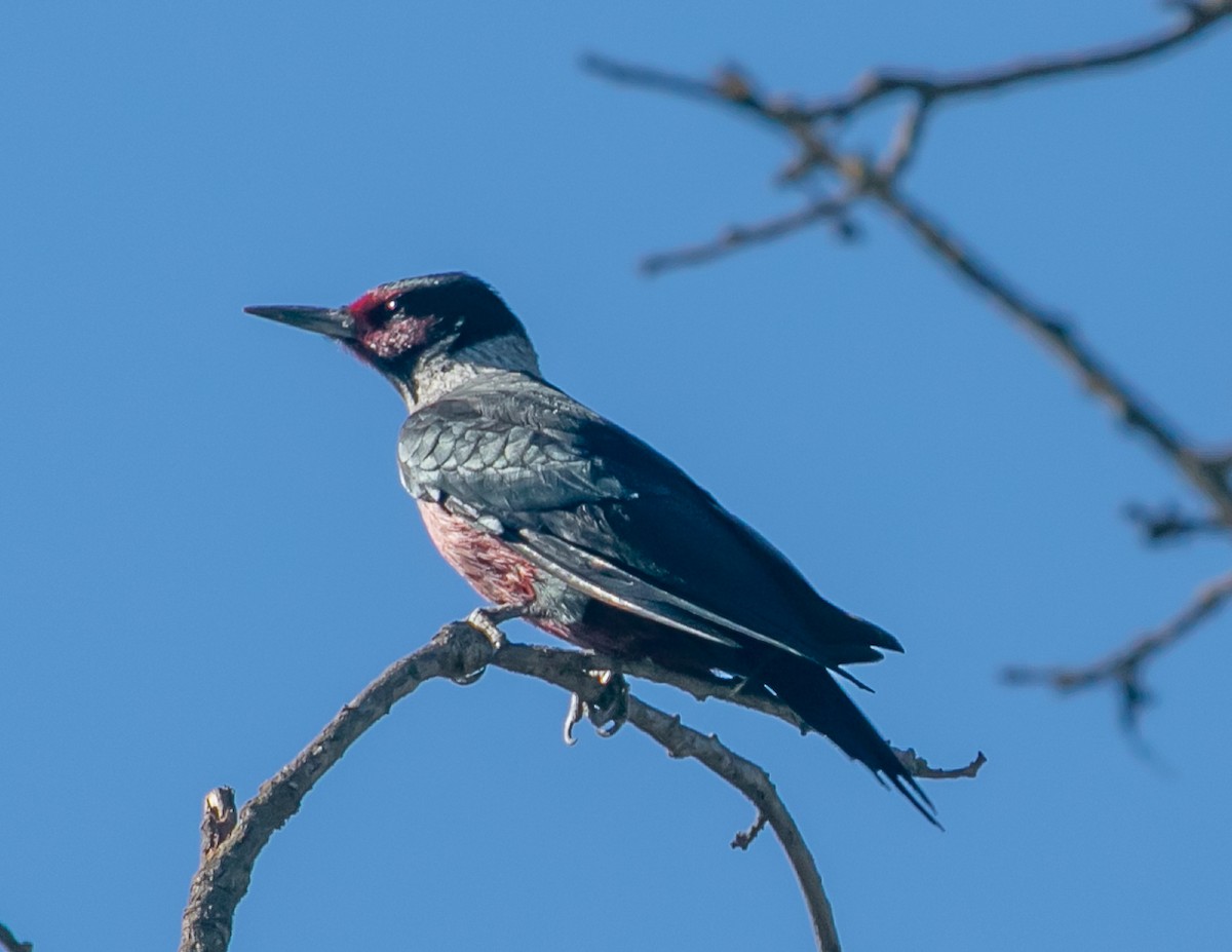 Blutgesichtspecht - ML645759182