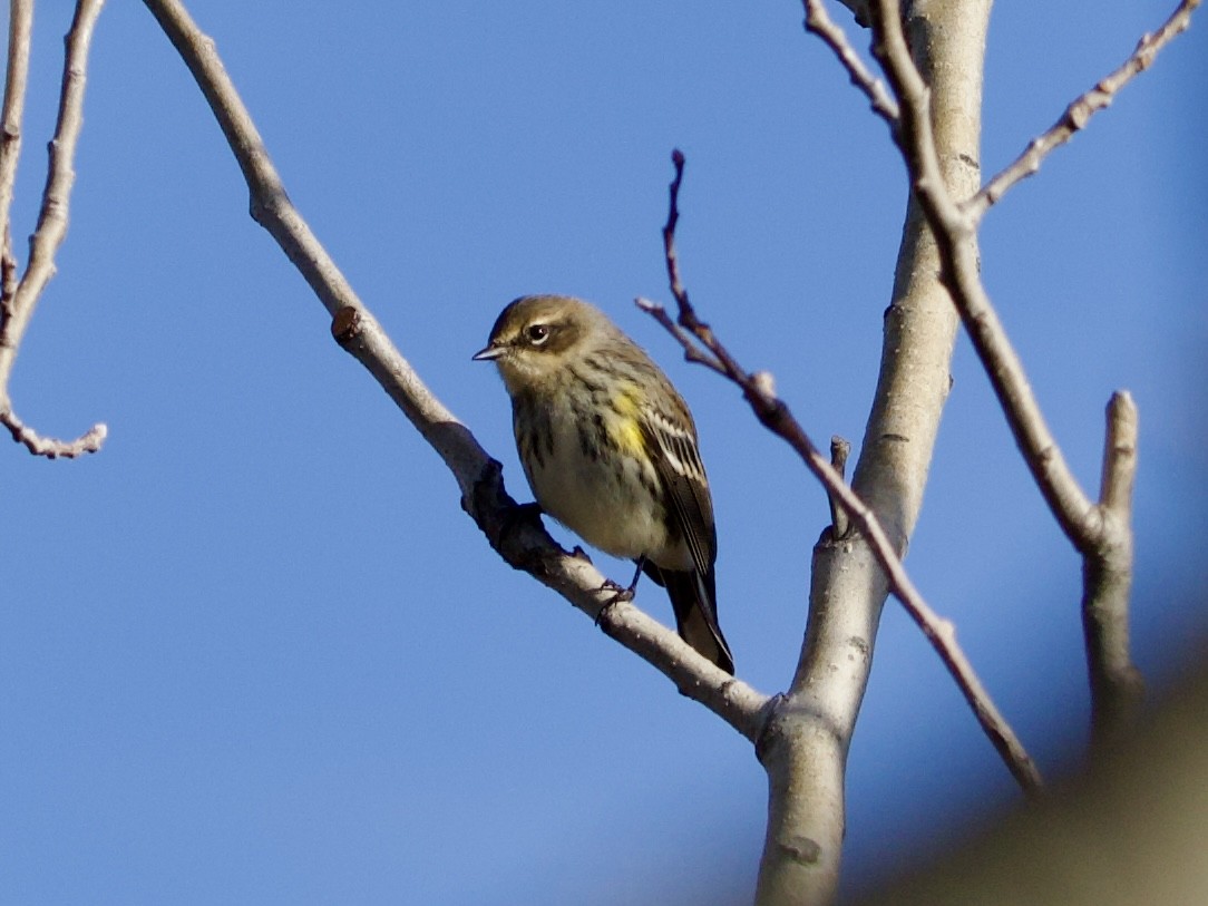 lesňáček žlutoskvrnný - ML645759188