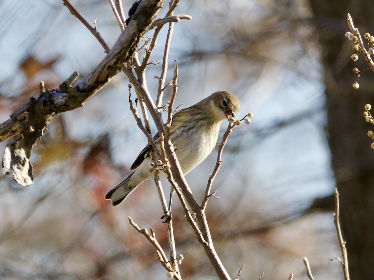 lesňáček žlutoskvrnný - ML645759189