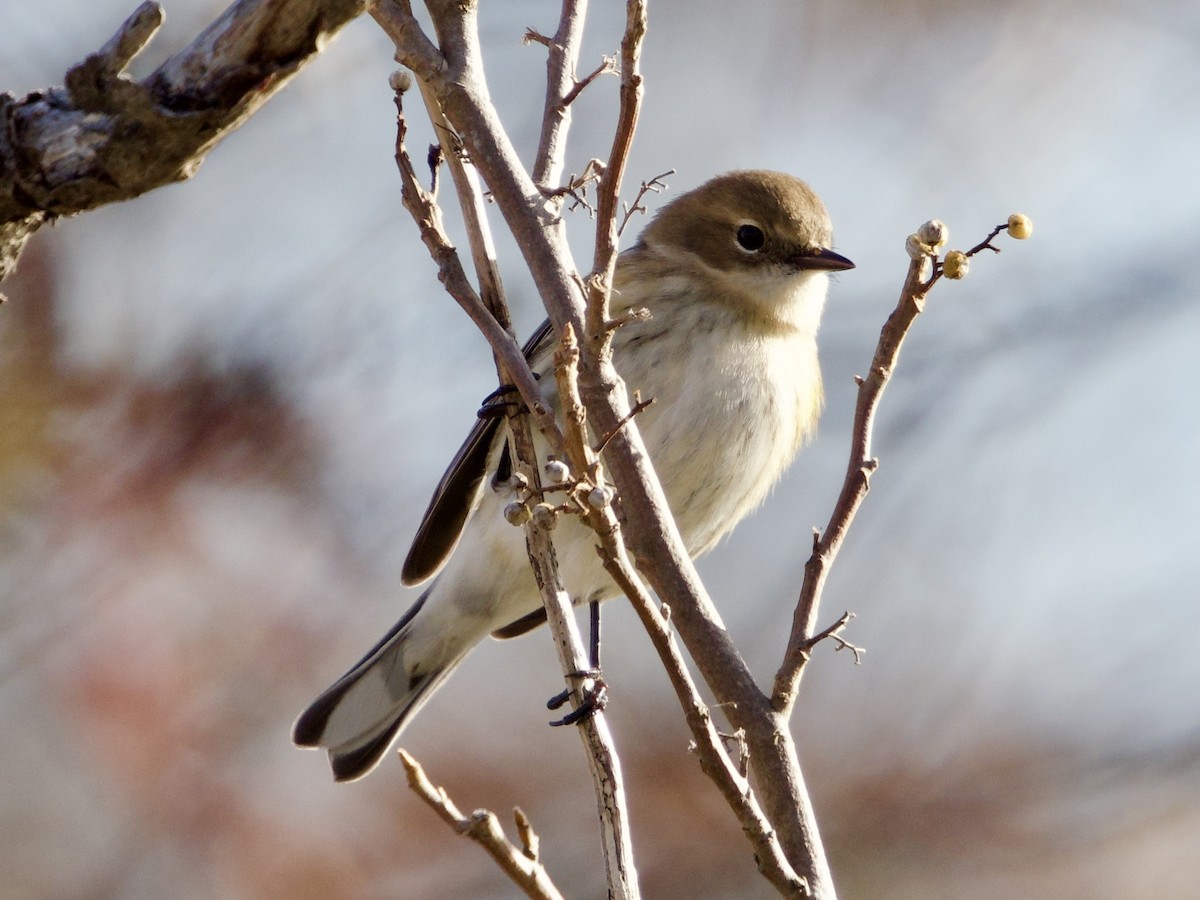 lesňáček žlutoskvrnný - ML645759190