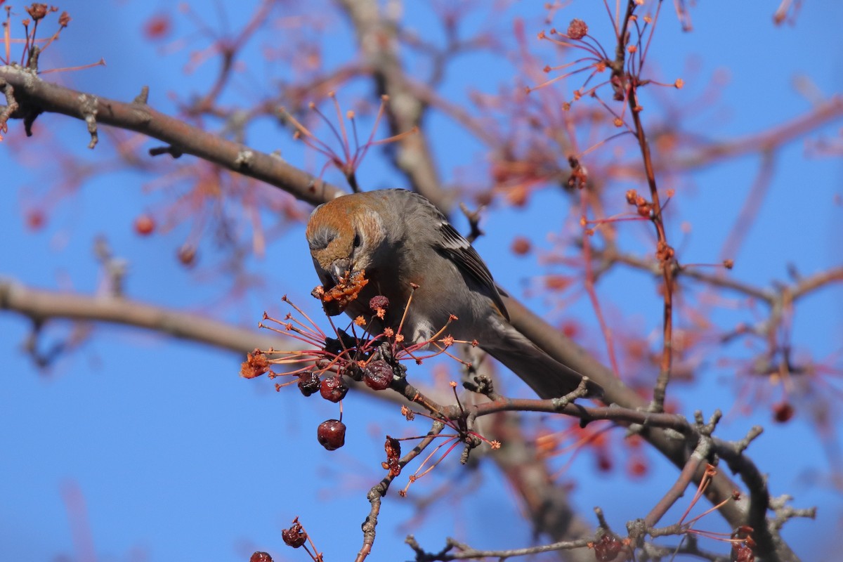 Смеречник тайговий - ML645759192