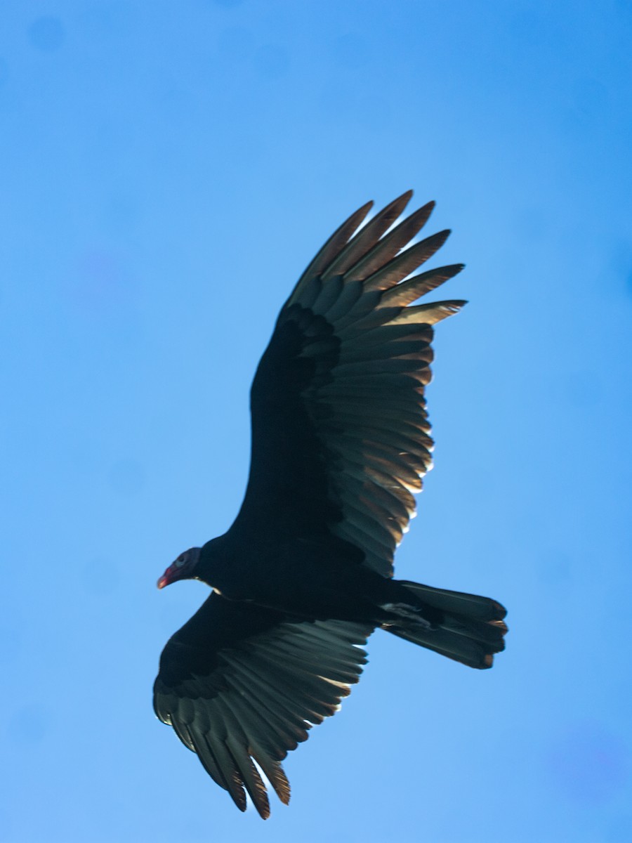 Turkey Vulture - ML645759193