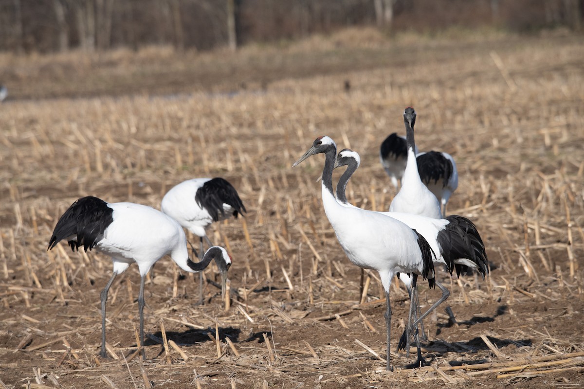 Mandschurenkranich - ML645759202